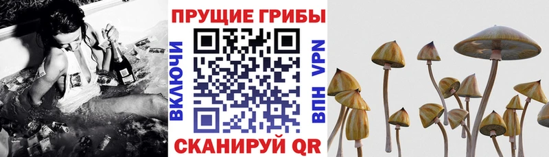 Псилоцибиновые грибы Magic Shrooms  Свободный 